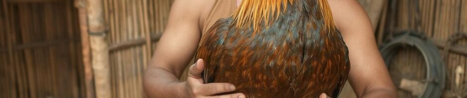 Bongkar! Rahasia Peternak Sabung Agar Ayam Selalu Menang